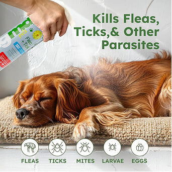 BugMD Flea + Tick Control